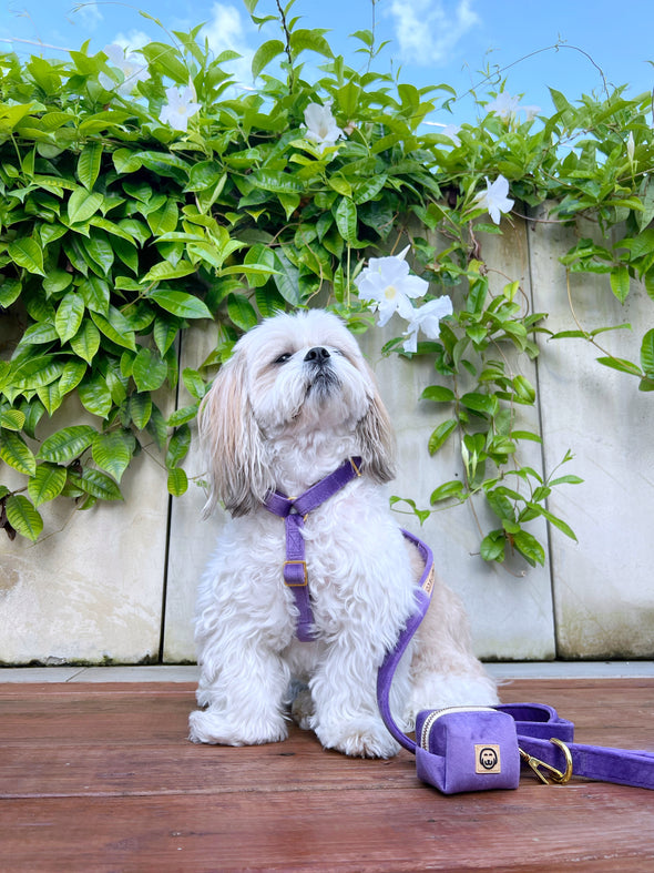 Violet Velvet - Adjustable Strap Dog Harness