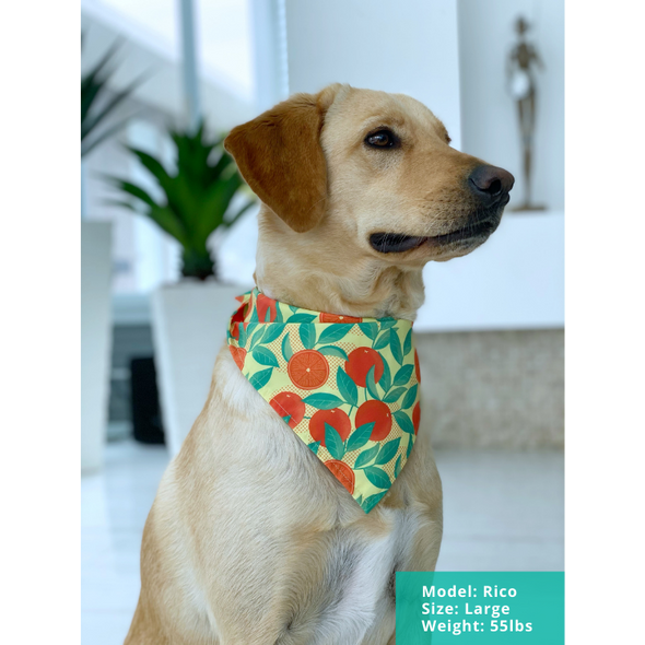 Orange is the New Bark - Dog Bandana - FINAL SALE