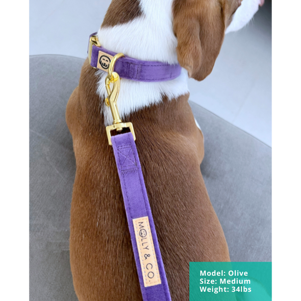 Violet Velvet - Dog Collar