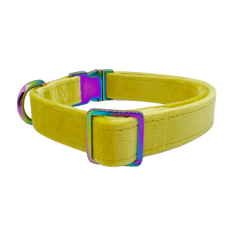 Sunshine Velvet - Dog Collar
