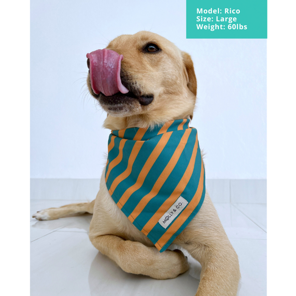 Cosmo Stripes - Reversible Dog Bandana