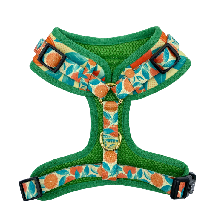 Orange is the New Bark- Adjustable Dog Harness - FINAL SALE