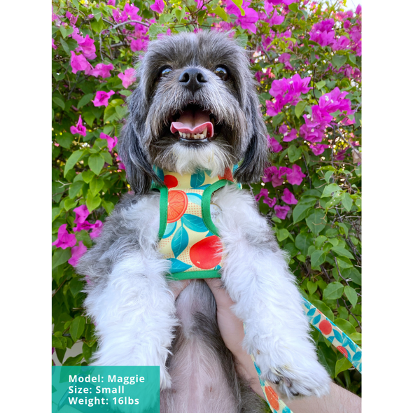 Orange is the New Bark- Adjustable Dog Harness - FINAL SALE