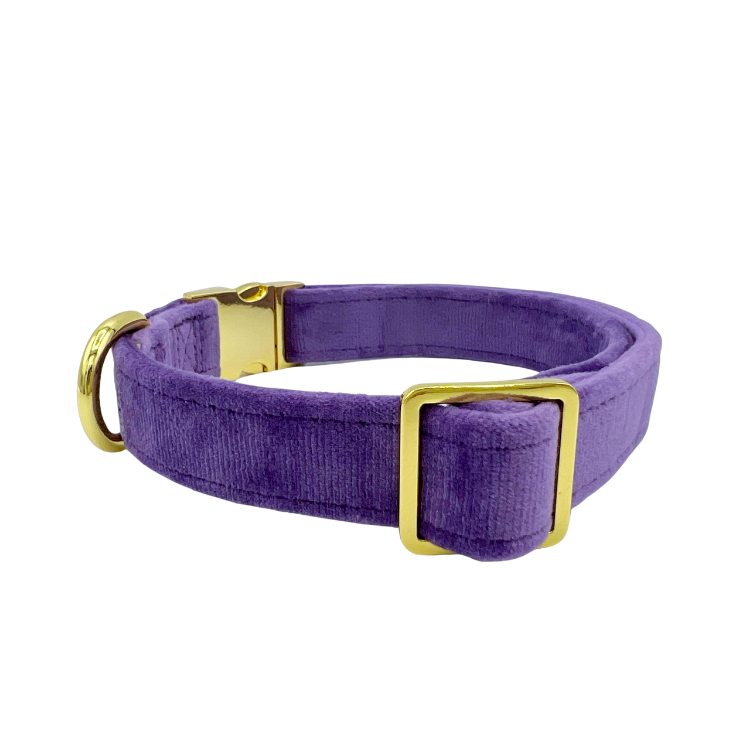 Violet Velvet - Dog Collar