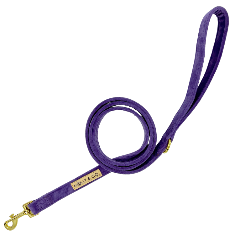 Violet Velvet - Dog Leash
