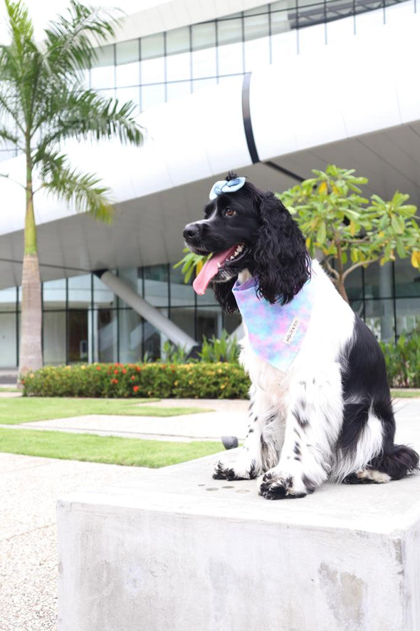 Cotton Candy Dreams - Dog Bandana - FINAL SALE