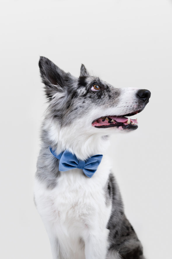 Denim Velvet - Dog Collar