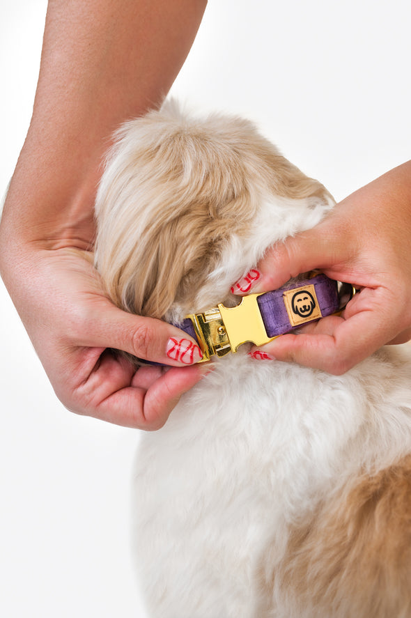 Violet Velvet - Dog Collar