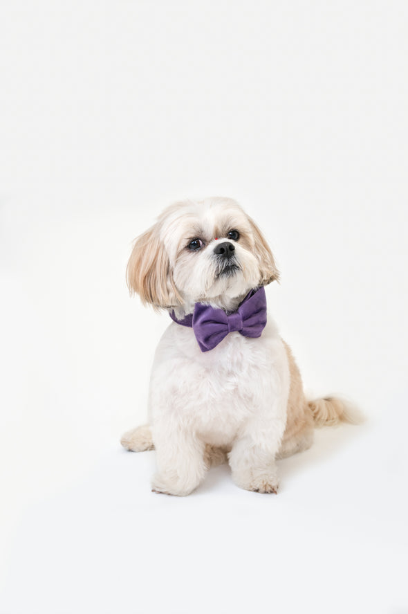 Violet Velvet - Dog Bowtie