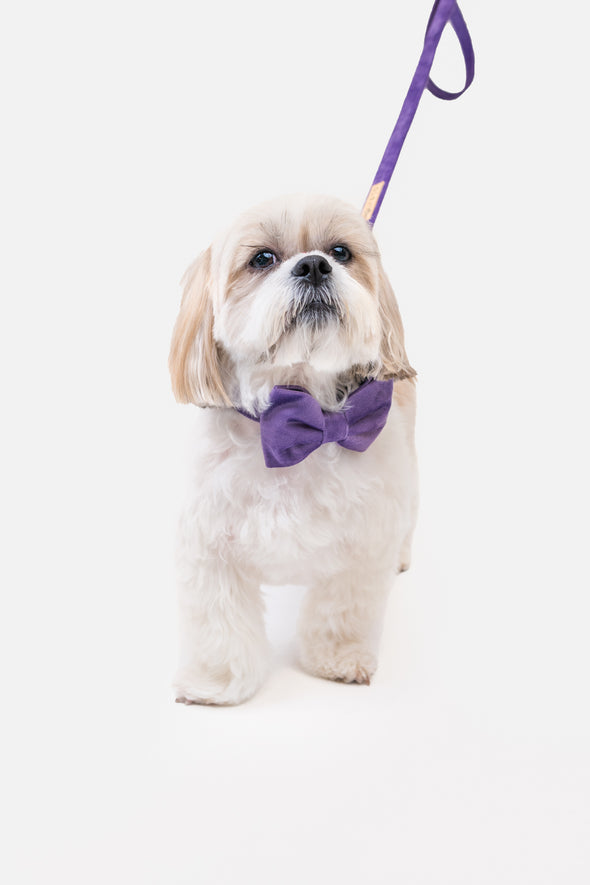 Violet Velvet - Dog Bowtie