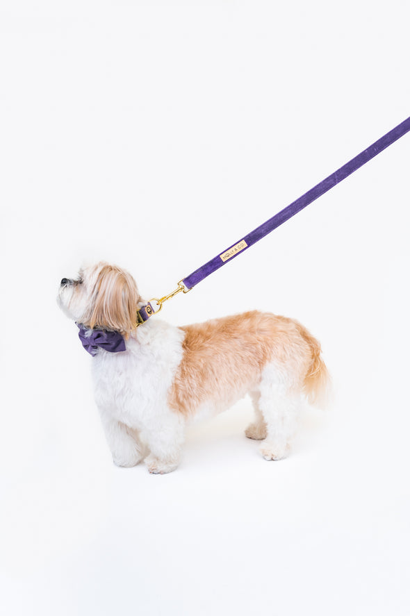 Violet Velvet - Dog Leash