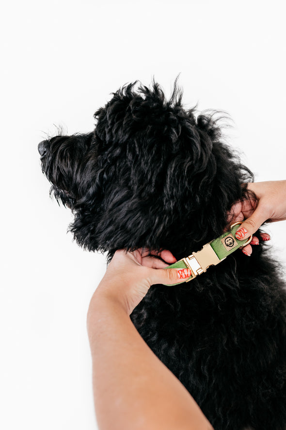 Fern Velvet - Dog Collar