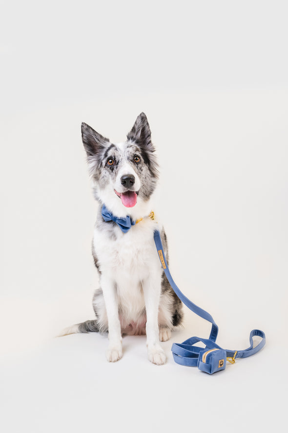 Denim Velvet - Dog Collar