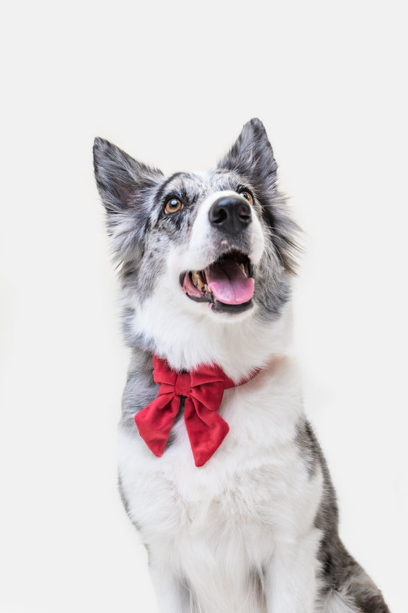 Scarlet Velvet - Dog Sailor Bowtie