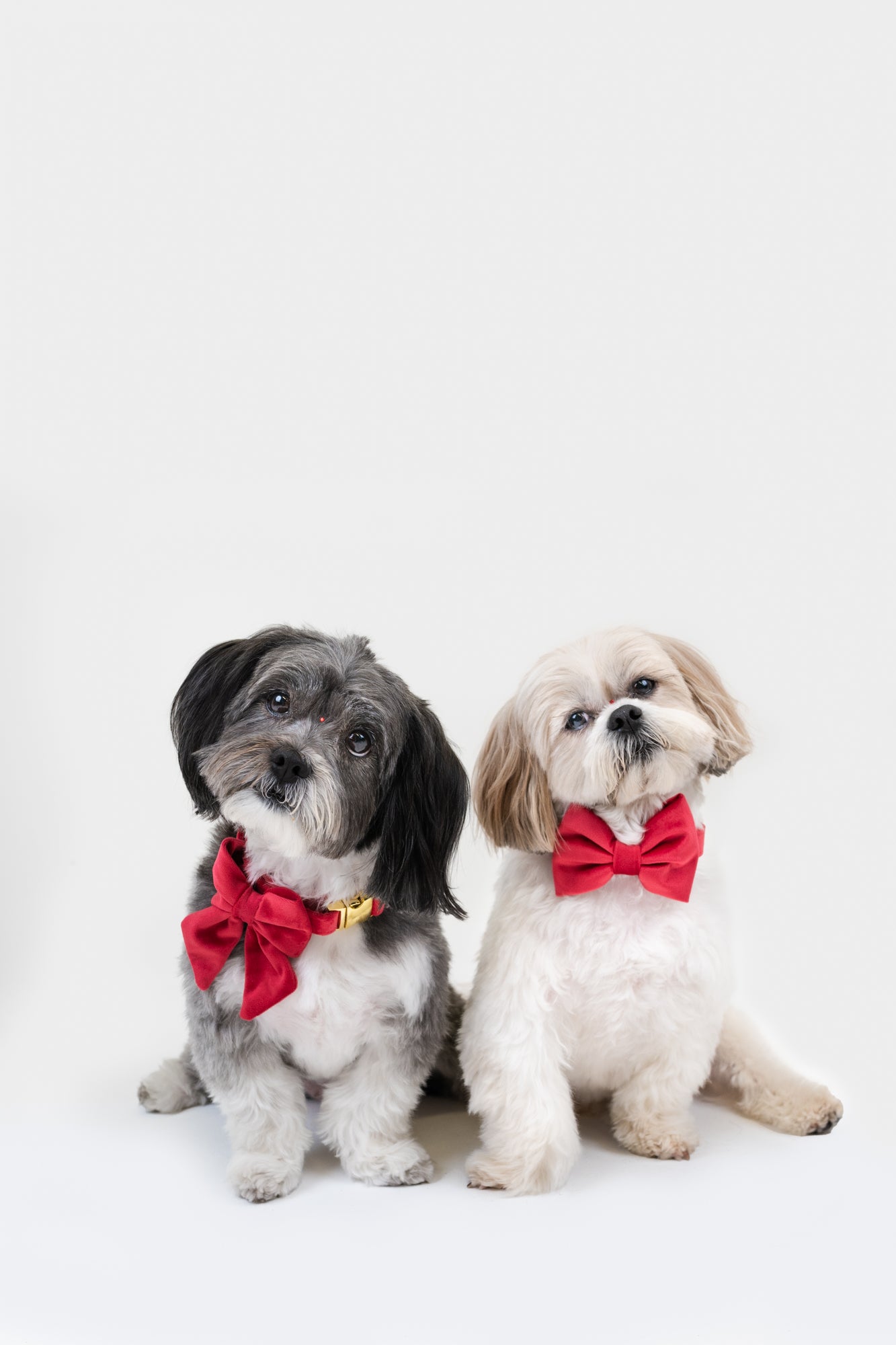 Scarlet Velvet - Dog Bowtie