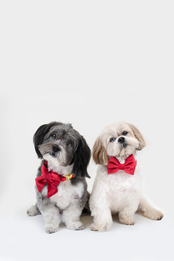 Scarlet Velvet - Dog Bowtie