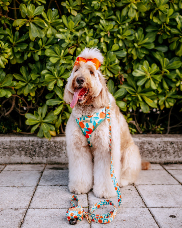 Orange is the New Bark - Dog Poop Bag Holder - FINAL SALE