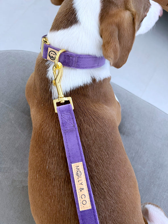 Violet Velvet - Dog Leash