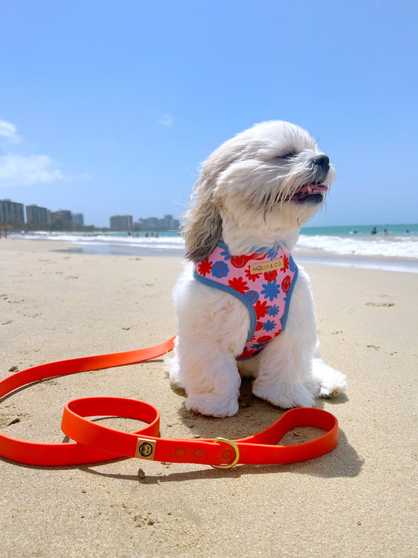 Vivid Orange - Splashproof Dog Leash