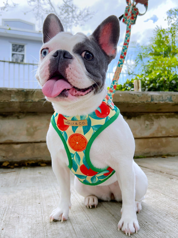 Orange is the New Bark- Adjustable Dog Harness - FINAL SALE