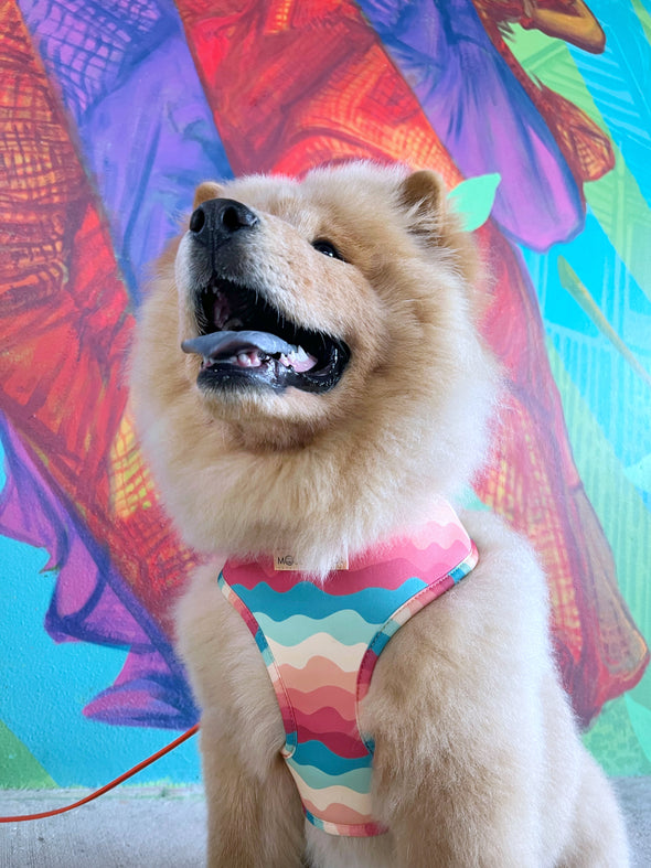 Sunset Paws - Reversible Dog Harness - FINAL SALE