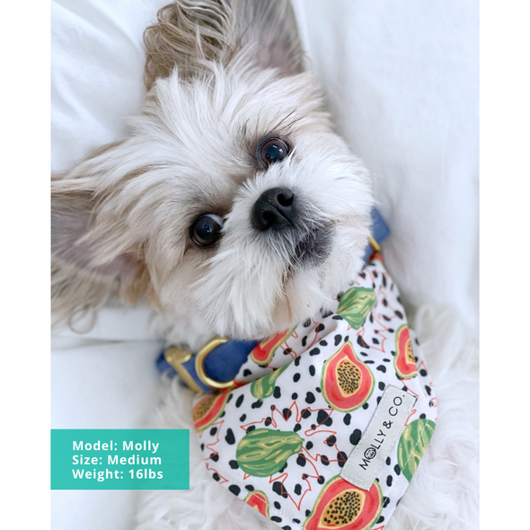 Papaya Mamaya - Dog Bandana - FINAL SALE