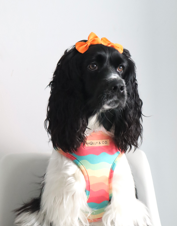 Sunset Paws - Reversible Dog Harness - FINAL SALE