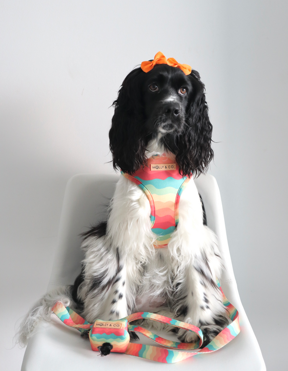 Sunset Paws - Reversible Dog Harness - FINAL SALE